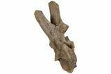 Hadrosaur (Edmontosaurus) Dorsal Vertebra - Wyoming #229736-2